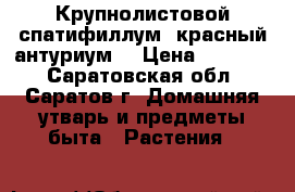 Крупнолистовой спатифиллум, красный антуриум  › Цена ­ 70-200 - Саратовская обл., Саратов г. Домашняя утварь и предметы быта » Растения   